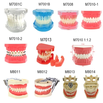 Zobni Vsadki Bolezni Zob Model Z Obnovo Mostu Zob Zobozdravnik Zobne Smole Model Za Proučevanje Učnih Sporočilo