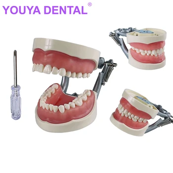 Zobni Zob Model Zobozdravnik Študent Model Za Zobni Tehnik Prakse Poučevanja Gumi Zobe Čeljusti Model 32 Zob Typodont Zobozdravstvo